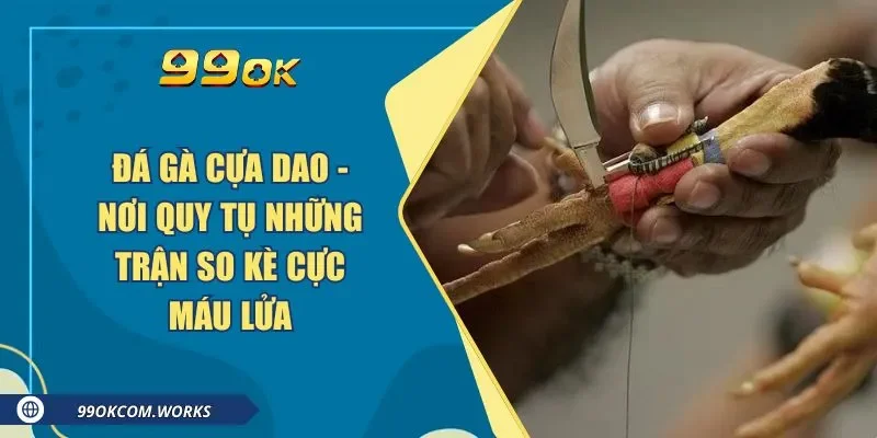 Đá Gà Cựa Dao - Nơi Quy Tụ Những Trận So Kè Cực Máu Lửa